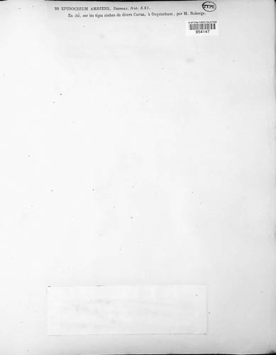 Epidochium ambiens image